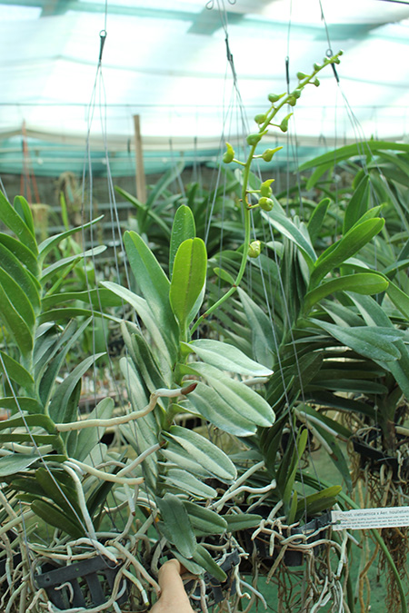 Christensonia vietnamica x Aerides houlletiana.jpg