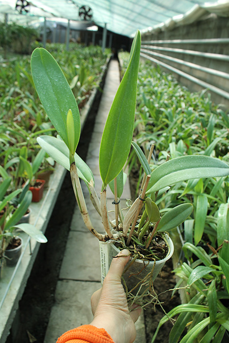 Cattleya mossiae alba 'Irene' x Cattleya mossiae alba 'Orosco'.jpg