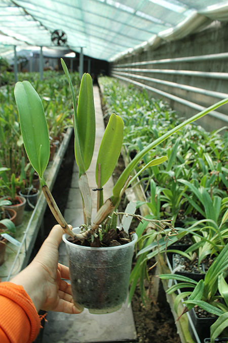 Cattleya mossiae concolor x SELF.jpg