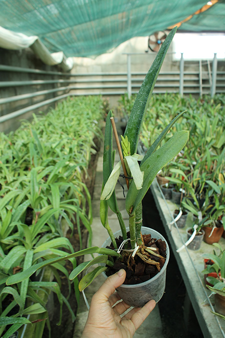 Cattleya maxima (Z-521) x maxima rubra (Z-456).jpg