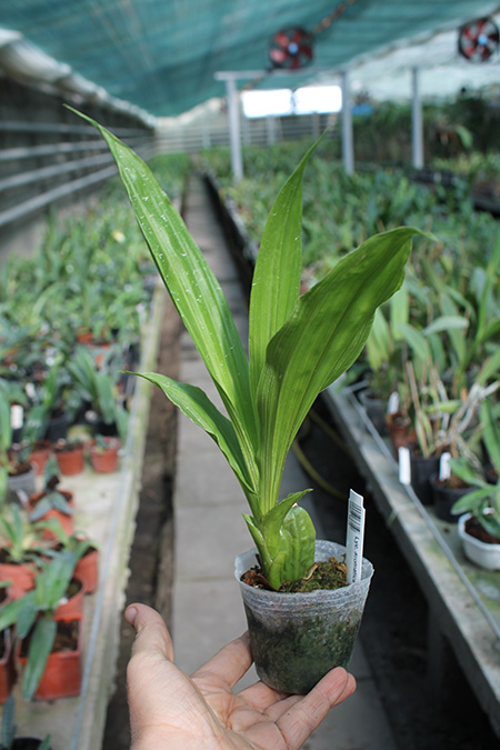Lycaste aromatica.jpg