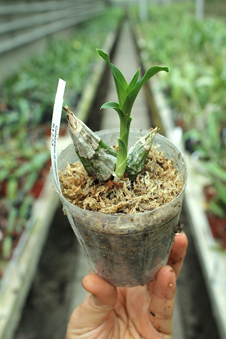 Catasetum denticulatum.jpg