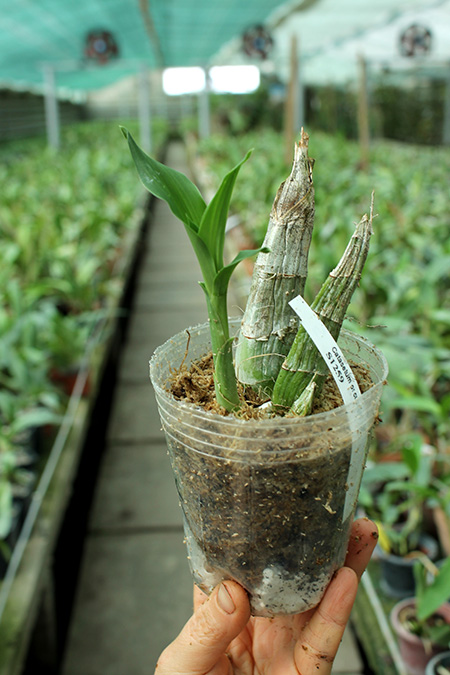 Catasetum osculatum.jpg