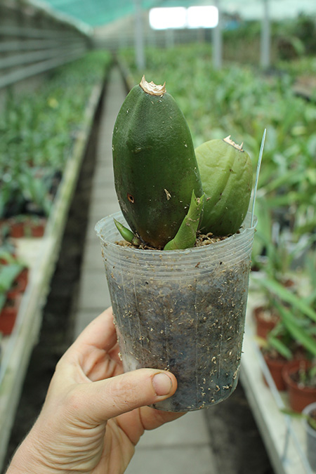 Lycaste Arashiyama (macrobulbon x Shoalhaven 'Kobe').jpg