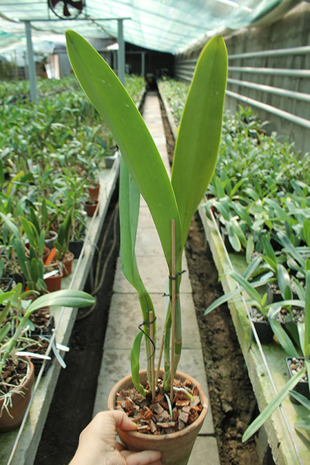 Cattleya warscewiczii semi-alba 'Katia'.jpg