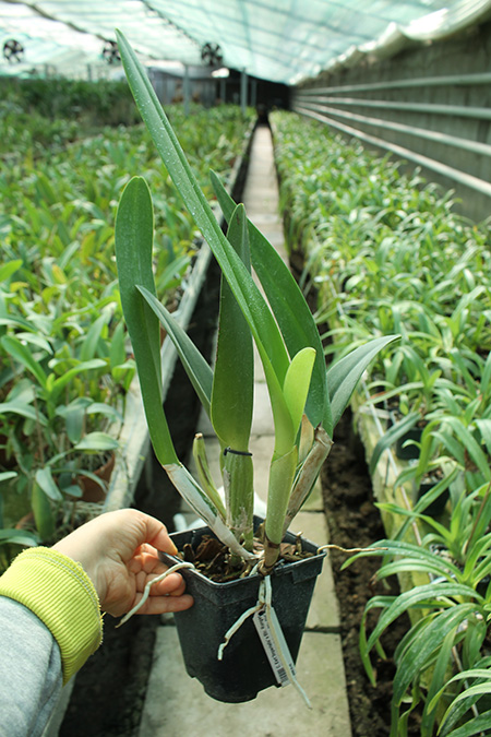 Cattleya Earl 'Imperialis' x Brassolaeliocattleya Ranger Six 'Aok' x Brassavola digbyana 'Mr Pig'.jpg