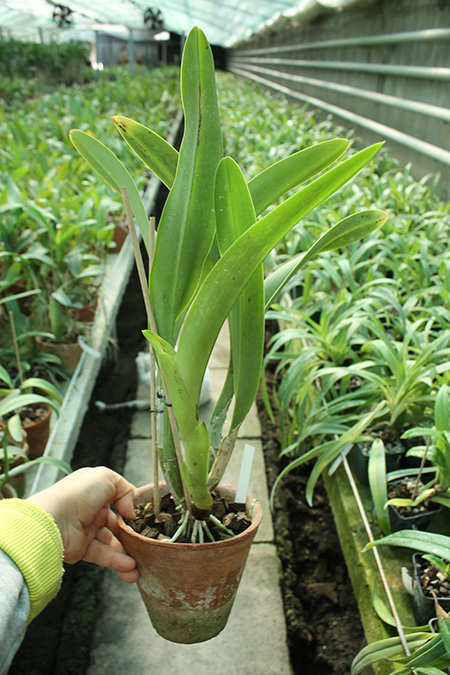 Laelia anceps x Cattleya Molly Tiler.jpg