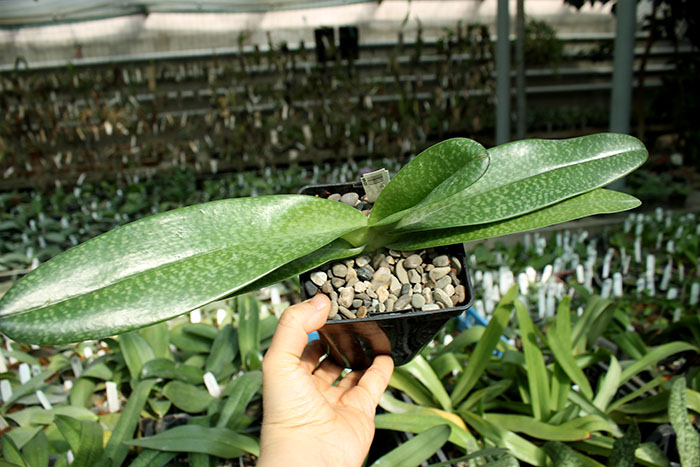 Paphiopedilum delenatii x Lady Isabel.jpg