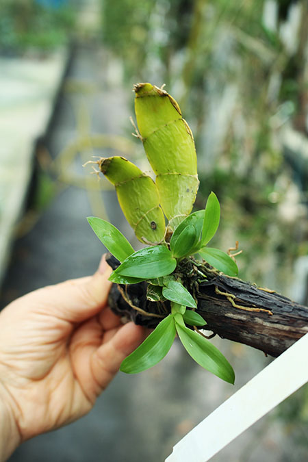 Dendrobium platycaulon.jpg