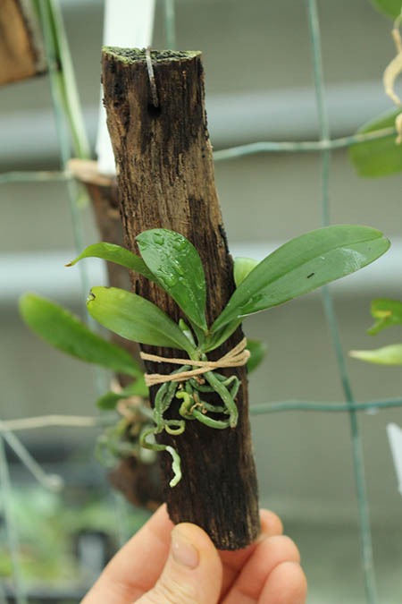 Aerangis fuscata.jpg