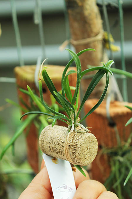 Chytroglossa aurata.jpg