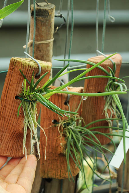 Leptotes bicolor.jpg