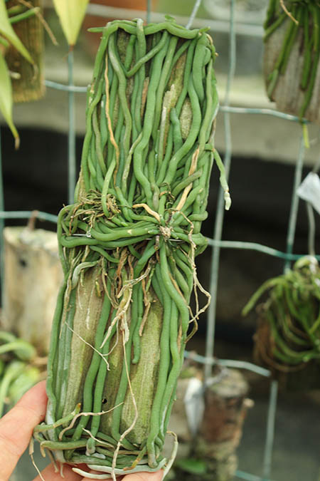 Chiloschista parishii.jpg