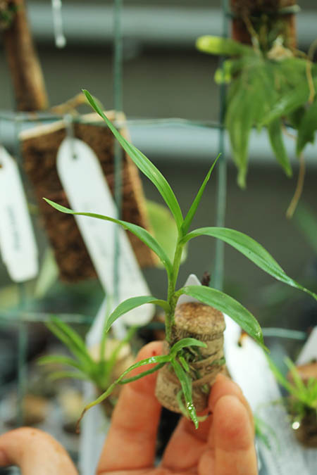 Oerstedella pseudoschumanniana.jpg