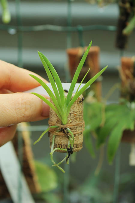 Podangis dactyloceras.jpg