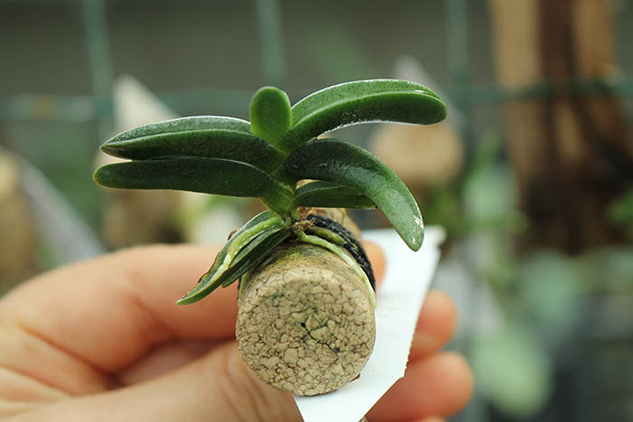 Angraecum aloifolium.jpg