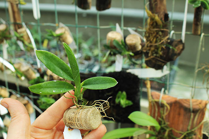 Comparettia coccinea.jpg