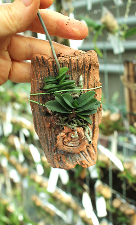 Schoenorchis seidenfadenii.jpg