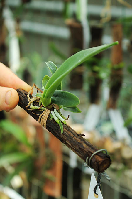 Cattleya Fabia (dowiana x labiata).jpg