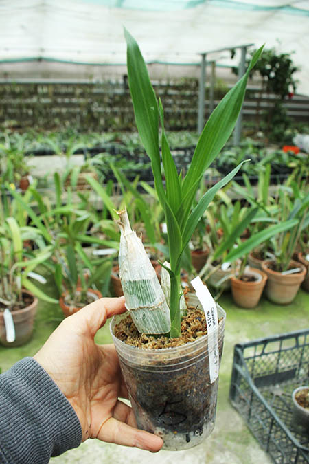 Catasetum Faustii x pileatum.jpg