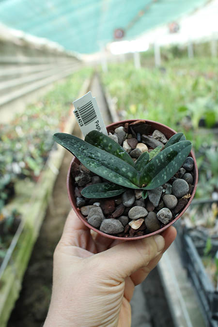 Paphiopedilum thaianum.jpg