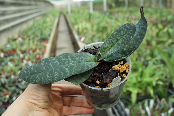 Paphiopedilum bellatulum.jpg