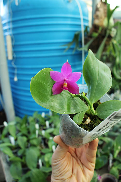 Phalaenopsis violacea indigo x LD Double Dragon 'Mituo #1'.jpg