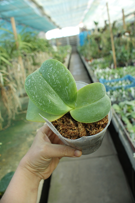 Phalaenopsis gigantea x Mituo Sun.jpg