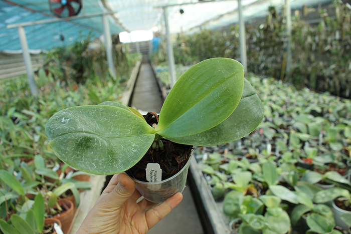 Phalaenopsis Yungho Gelb Canary 'Joseph' x Chang Maw Jade 'Eddy's Snow'.jpg