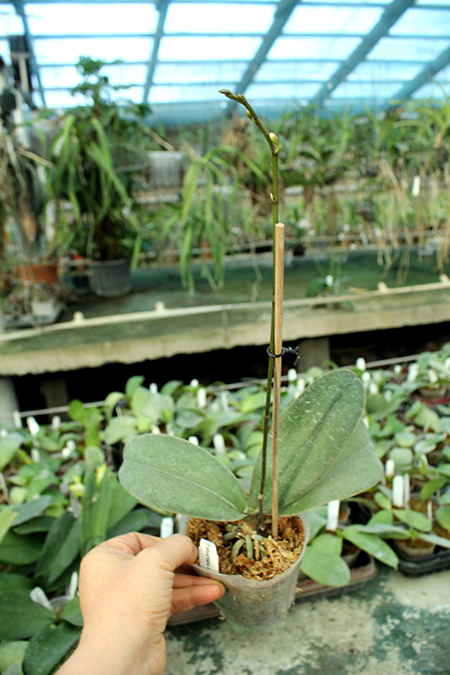 Phalaenopsis stuartiana x equestris.jpg