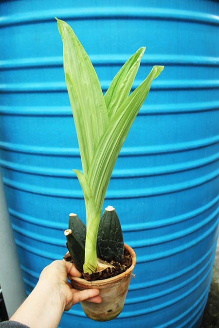 Anguloa virginalis.jpg