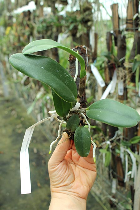 Cattleya Whitei coerulea (warneri coerulea 'Carolina' x schilleriana coerulea 'Moises').jpg