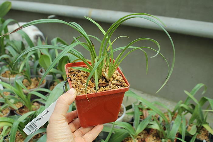Phragmipedium pearcei.jpg
