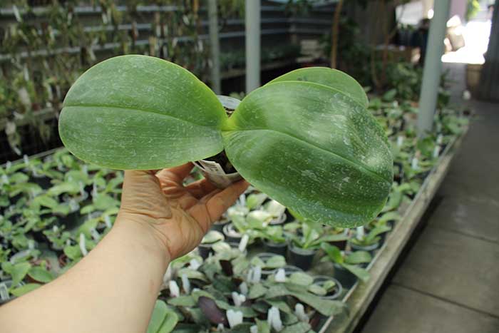 Phalaenopsis LD Sun Dragon 'Snake Scales'.jpg