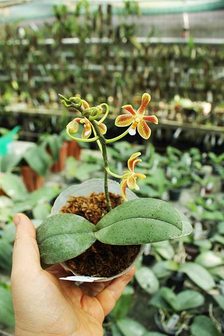 Phalaenopsis celebensis x mannii.jpg