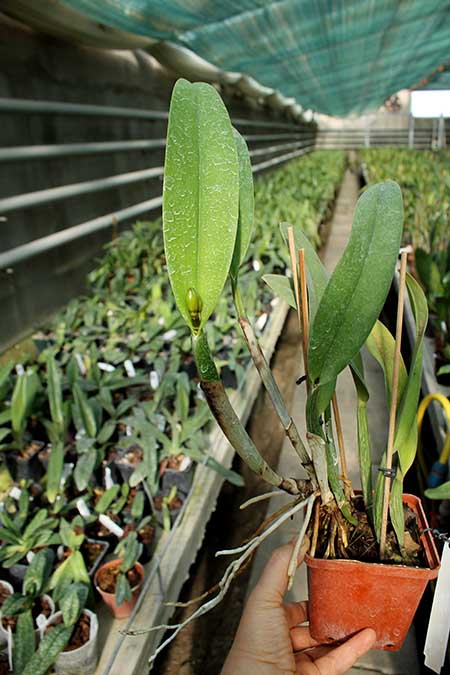 Brassocattleya Chief Pink 'Diana'.jpg
