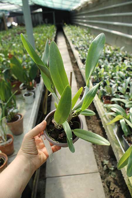 Epidendrum parkinsonianum x Brassavola digbyana.jpg