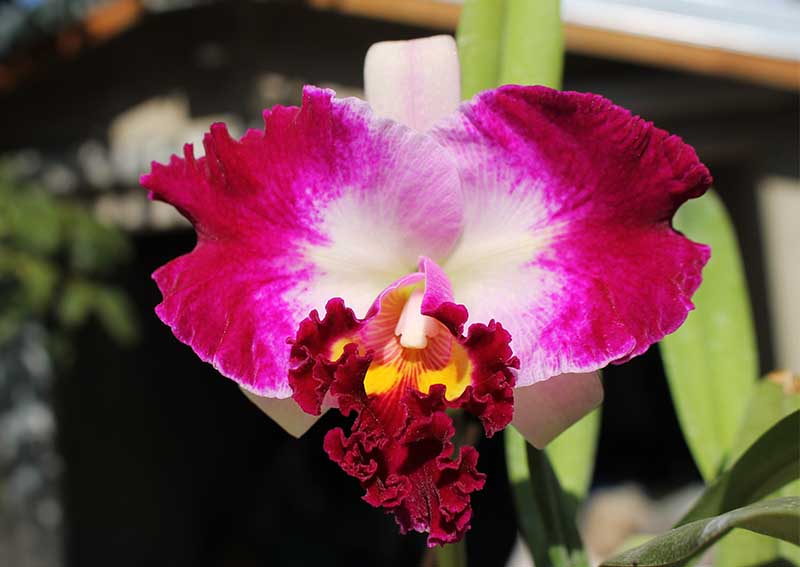 Laeliocattleya Chan Hsiu Jewel 'San Mei'.jpg