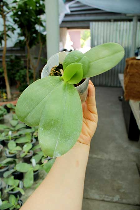 Phalaenopsis violacea indigo.jpg