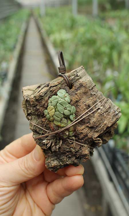 Constantia cipoensis.jpg