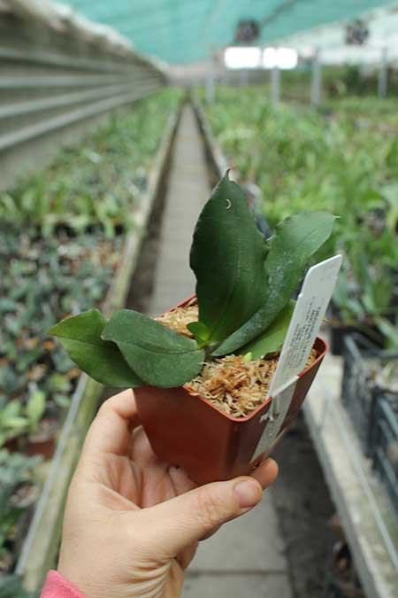 Eurychone rothschildiana.jpg