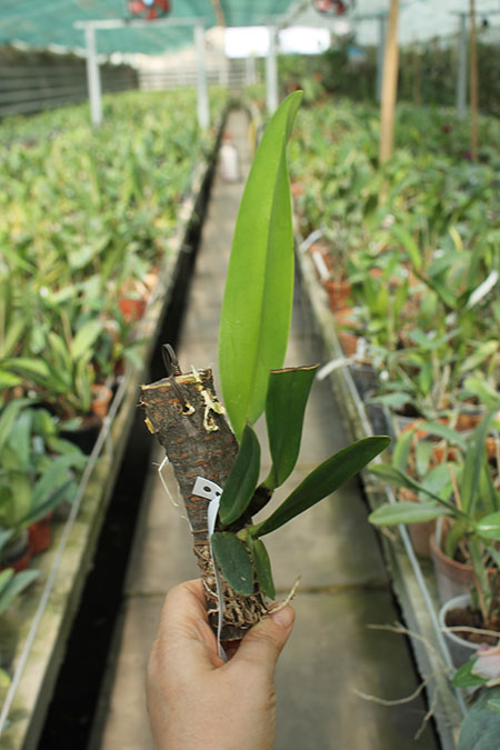 Cattleya dowiana aurea x self.jpg