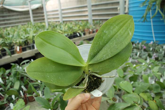 Phalaenopsis Chienlung Dream Bouquet.jpg