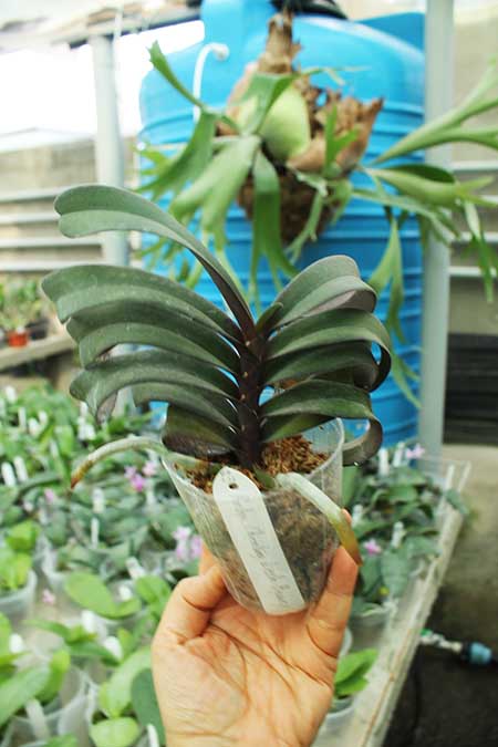 Renanthopsis Chienlung Little Beauty.jpg