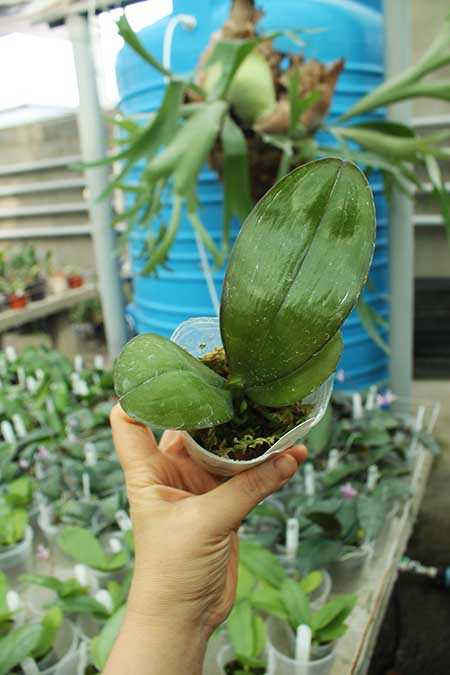 Phalaenopsis Ya-YI Qin x AL Sun Tiger.jpg