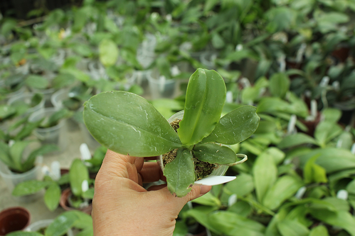 Phalaenopsis Guadalupe Pineda 'Red' (MC).jpg