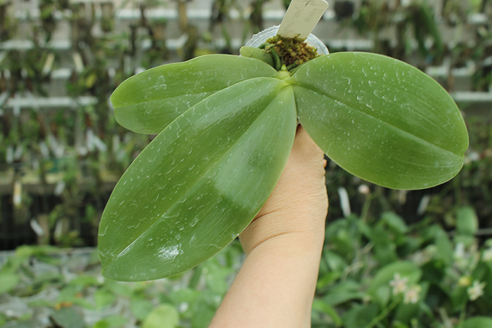 Phalaenopsis (Mambo x Corning's Violet) x gigantea.jpg