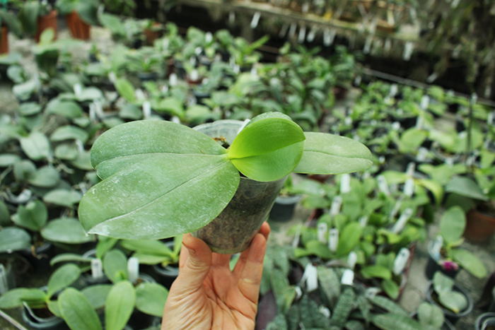 Phalaenopsis violacea indigo.jpg