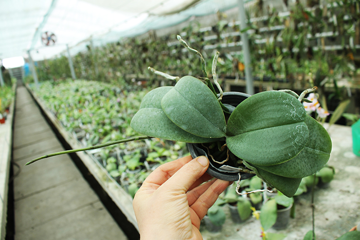 Phalaenopsis stuartiana x finleyi.jpg