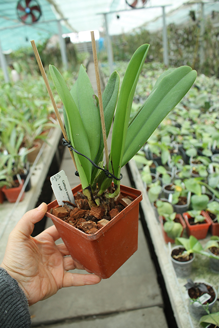 Cattleya warscewiczii coerulea 'Mar Azul' x self.jpg